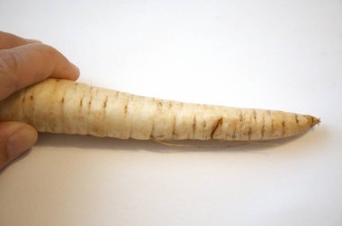 Beyaz bir arka planda yaban havucu kökü sebzesi elle izole edilmiş..