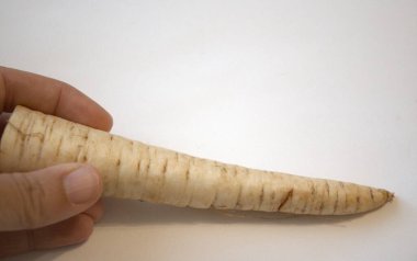 Beyaz bir arka planda yaban havucu kökü sebzesi elle izole edilmiş..
