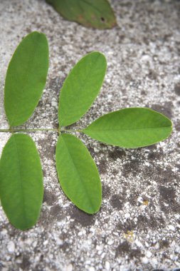 Beton bir yüzey üzerinde uzanan akasya yapraklarının yakın çekimi, doğal doku arka planı.