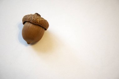 One acorn with natural cap isolated on white background, close-up view with copy space.