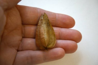 Single dry seed pod of goldenrain tree (Koelreuteria paniculata) on white background with hand, close-up with copy space.