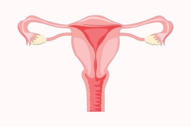 Rahim. Dişi üreme sistemi. Beyaz arkaplanda vektör çizimi izole edildi. 10 saniye.