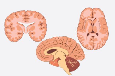 İnsan beyninin vektör illüstrasyonunu ayarla. İnsan beyninin enine kesiti. Vektör eğitim illüstrasyonu. 10 saniye.