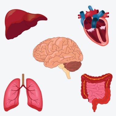 İnsan organları, vektör çizim seti. 10. bölüm. Beyaz arka planda izole edilmiş. Karaciğer, akciğer, kalp, beyin, mide (bağırsaklar)