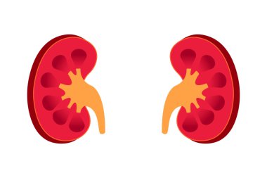 İnsan böbreğinin enine kesiti. Böbrek çizimi beyaz arka planda izole edildi. 10 saniye.