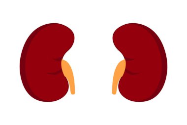 İnsan böbreğinin enine kesiti. Böbrek çizimi beyaz arka planda izole edildi. 10 saniye.
