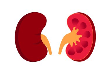 İnsan böbreğinin enine kesiti. Böbrek çizimi beyaz arka planda izole edildi. 10 saniye.