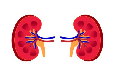 İnsan böbreğinin enine kesiti. Böbrek çizimi beyaz arka planda izole edildi. 10 saniye.