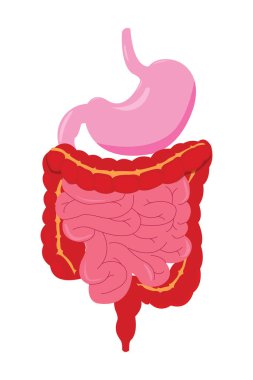 Sindirim sisteminde mide, bağırsak ve karaciğer gibi sindirim organlarını gösteren bir diyagram. 10 saniye.