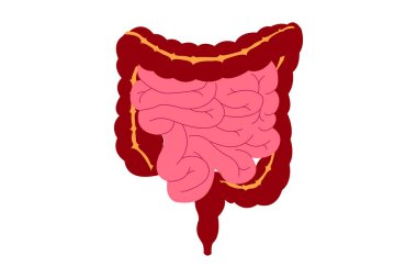 Human intestines organ, Anatomy, medicine concept, Healthcare. vector eps 10 clipart