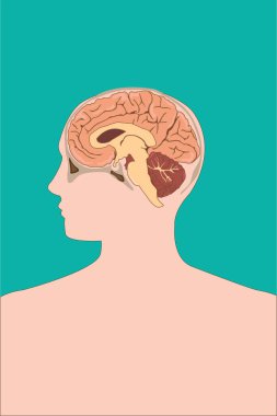 İnsan beyni, basit vektör çizimi