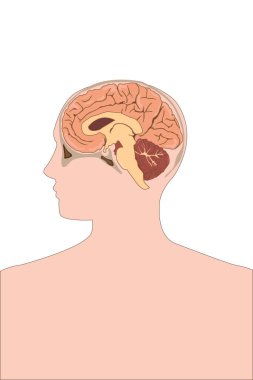 İnsan beyni, basit vektör çizimi