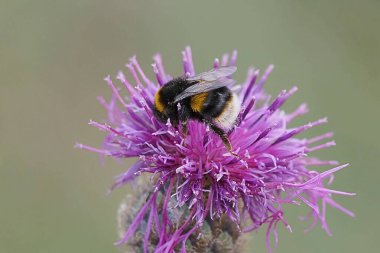 Mor bir çiçeğin polenini alan yaban arısının yakın çekimi