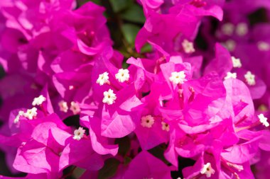 Blue Sky Flowers ve Mother Mary Statue Sahne Sahil Manzaralı Vung Tau Plajı.
