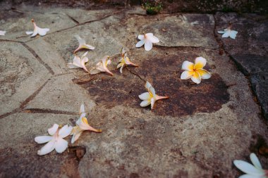 Blue Sky Flowers ve Mother Mary Statue Sahne Sahil Manzaralı Vung Tau Plajı.