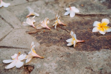 Blue Sky Flowers ve Mother Mary Statue Sahne Sahil Manzaralı Vung Tau Plajı.