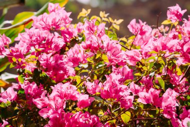 Blue Sky Flowers ve Mother Mary Statue Sahne Sahil Manzaralı Vung Tau Plajı.