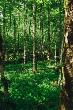 Almanya 'da Bavyera' da Konigssee Gölü 'nde, Berchtesgaden Alman Alpleri' nde Beyaz Bot Ormanı Dağı 'nın yanında kilise ve Güneşli Trek gezisi. Yüksek kalite fotoğraf