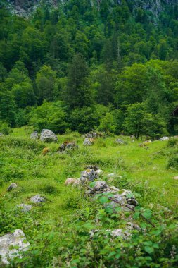 Almanya 'da Bavyera' da Konigssee Gölü 'nde, Berchtesgaden Alman Alpleri' nde Beyaz Bot Ormanı Dağı 'nın yanında kilise ve Güneşli Trek gezisi. Yüksek kalite fotoğraf