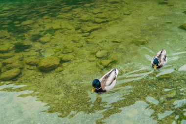 gadwall yaban ördeği, yüksek dağ zirveleriyle çevrili yemyeşil bir ormanın çarpıcı manzarasını yüzüyor. Huzurlu manzara, doğa meraklıları için mükemmel bir huzur ve doğal güzelliği çağrıştırıyor.