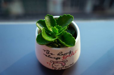 Küçük Ağaç ve Kaktüslü Ofis Dekorasyonu Konforlu ve Modern Çalışma Alanı Oluşturuyor. Yüksek kalite fotoğraf