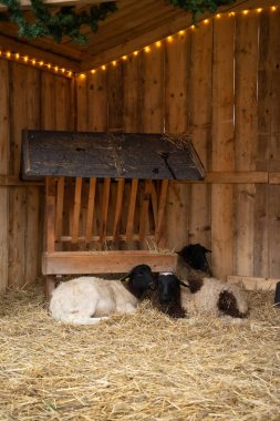 Rustic Nativity Scene with Farm Animals in a Cozy Christmas Setting. High quality photo clipart