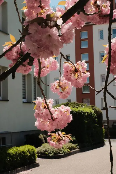 Çiçek açan kiraz ağaçları mavi gökyüzünün altındaki banliyö caddesinde bahar mevsiminde Avrupa 'da konut binaları
