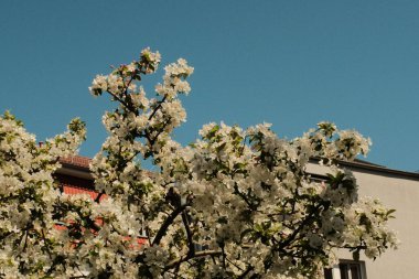 Renkli kiraz çiçekleri ve çiçek açan süs ağaçları bahar mevsiminde açık mavi gökyüzü olan şehir bahçesinde. Yüksek kalite fotoğraf