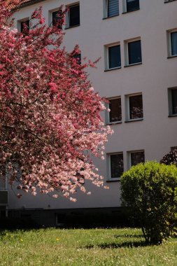 Çiçek açan kiraz ağaçları mavi gökyüzünün altındaki banliyö caddesinde bahar mevsiminde Avrupa 'da konut binaları