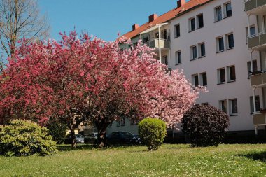Çiçek açan kiraz ağaçları mavi gökyüzünün altındaki banliyö caddesinde bahar mevsiminde Avrupa 'da konut binaları