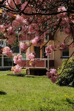 Çiçek açan kiraz ağaçları mavi gökyüzünün altındaki banliyö caddesinde bahar mevsiminde Avrupa 'da konut binaları
