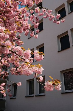 Çiçek açan kiraz ağaçları mavi gökyüzünün altındaki banliyö caddesinde bahar mevsiminde Avrupa 'da konut binaları