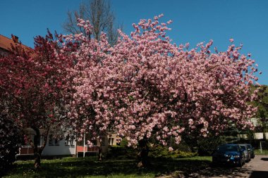 Çiçek açan kiraz ağaçları mavi gökyüzünün altındaki banliyö caddesinde bahar mevsiminde Avrupa 'da konut binaları