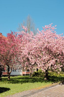 Çiçek açan kiraz ağaçları mavi gökyüzünün altındaki banliyö caddesinde bahar mevsiminde Avrupa 'da konut binaları