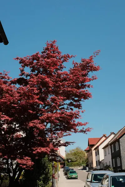 Çiçek açan kiraz ağaçları mavi gökyüzünün altındaki banliyö caddesinde bahar mevsiminde Avrupa 'da konut binaları