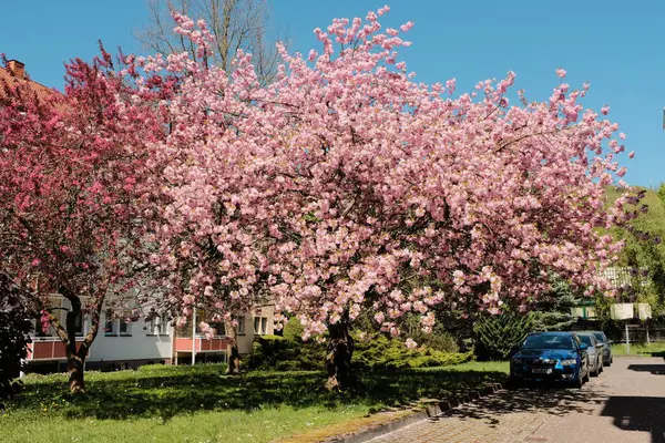 Çiçek açan kiraz ağaçları mavi gökyüzünün altındaki banliyö caddesinde bahar mevsiminde Avrupa 'da konut binaları