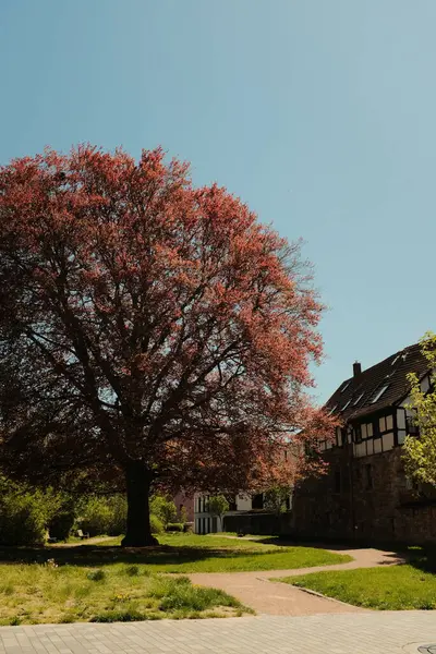 Renkli kiraz çiçekleri ve çiçek açan süs ağaçları bahar mevsiminde açık mavi gökyüzü olan şehir bahçesinde. Yüksek kalite fotoğraf