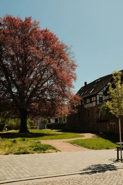 Renkli kiraz çiçekleri ve çiçek açan süs ağaçları bahar mevsiminde açık mavi gökyüzü olan şehir bahçesinde. Yüksek kalite fotoğraf