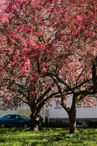 Çiçek açan kiraz ağaçları mavi gökyüzünün altındaki banliyö caddesinde bahar mevsiminde Avrupa 'da konut binaları