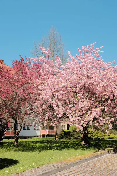 Çiçek açan kiraz ağaçları mavi gökyüzünün altındaki banliyö caddesinde bahar mevsiminde Avrupa 'da konut binaları