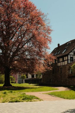 Renkli kiraz çiçekleri ve çiçek açan süs ağaçları bahar mevsiminde açık mavi gökyüzü olan şehir bahçesinde. Yüksek kalite fotoğraf