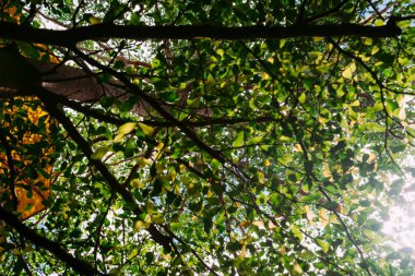 Blue Sky Flowers ve Mother Mary Statue Sahne Sahil Manzaralı Vung Tau Plajı.