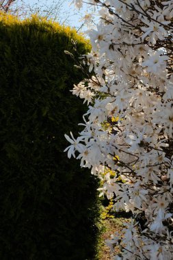 Ağaç dallarında açan beyaz bahar çiçekleri. Bahçedeki yemyeşil yaprakların arasından parlayan güneş ışığı. Yüksek kalite fotoğraf