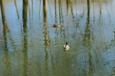 Sakin bir gölette yüzen ördekler ve sakin bahar orman parkı ortamında su yüzeyinde ağaç yansımaları. Yüksek kalite fotoğraf