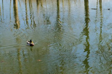 Sakin bir gölette yüzen ördekler ve sakin bahar orman parkı ortamında su yüzeyinde ağaç yansımaları. Yüksek kalite fotoğraf