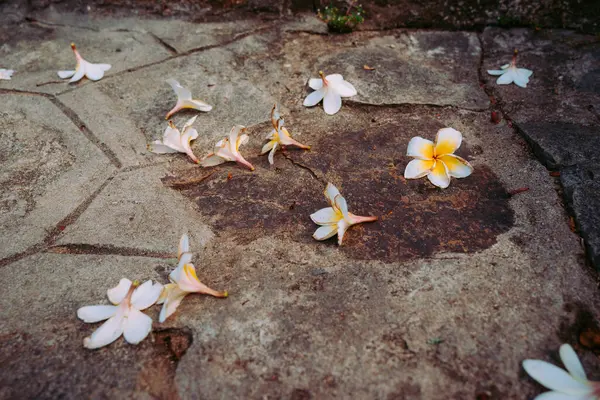 Blue Sky Flowers ve Mother Mary Statue Sahne Sahil Manzaralı Vung Tau Plajı.