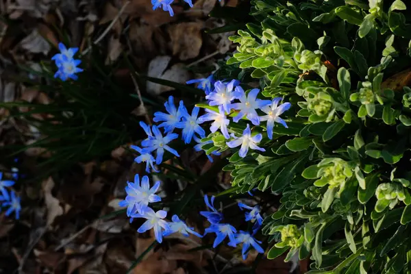 Orman zemininde yetişen mavi kır çiçekleri kuru yaprakların arasında ve doğal bahar ormanlarında yeşil yapraklar arasında yetişiyor. Yüksek kalite fotoğraf