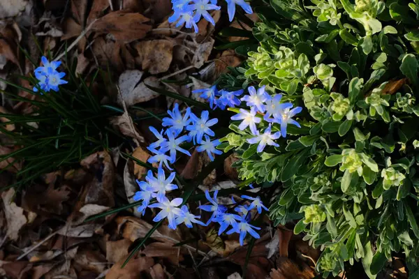 Orman zemininde yetişen mavi kır çiçekleri kuru yaprakların arasında ve doğal bahar ormanlarında yeşil yapraklar arasında yetişiyor. Yüksek kalite fotoğraf