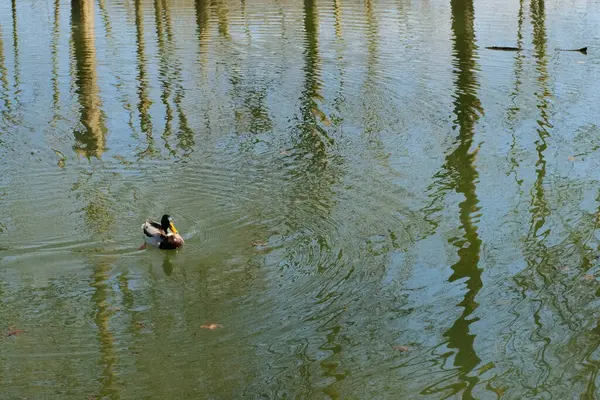 Sakin bir gölette yüzen ördekler ve sakin bahar orman parkı ortamında su yüzeyinde ağaç yansımaları. Yüksek kalite fotoğraf