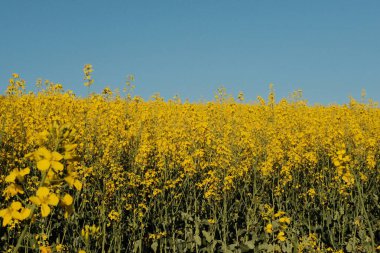 İlkbaharda parlak mavi gökyüzünün altında kolza tohumu sarı çiçek tarlalarında ve orman ağaçlarında yürüyüş izleri. Yüksek kalite fotoğraf
